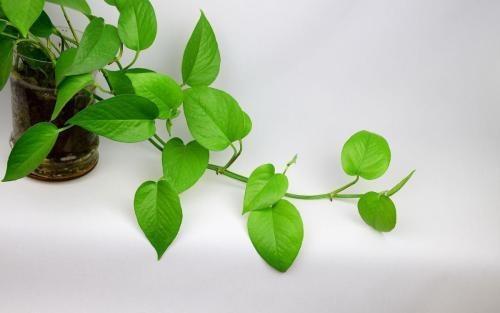 绿萝叶子下垂怎样补救,绿萝蔫了下垂变黄怎么补救