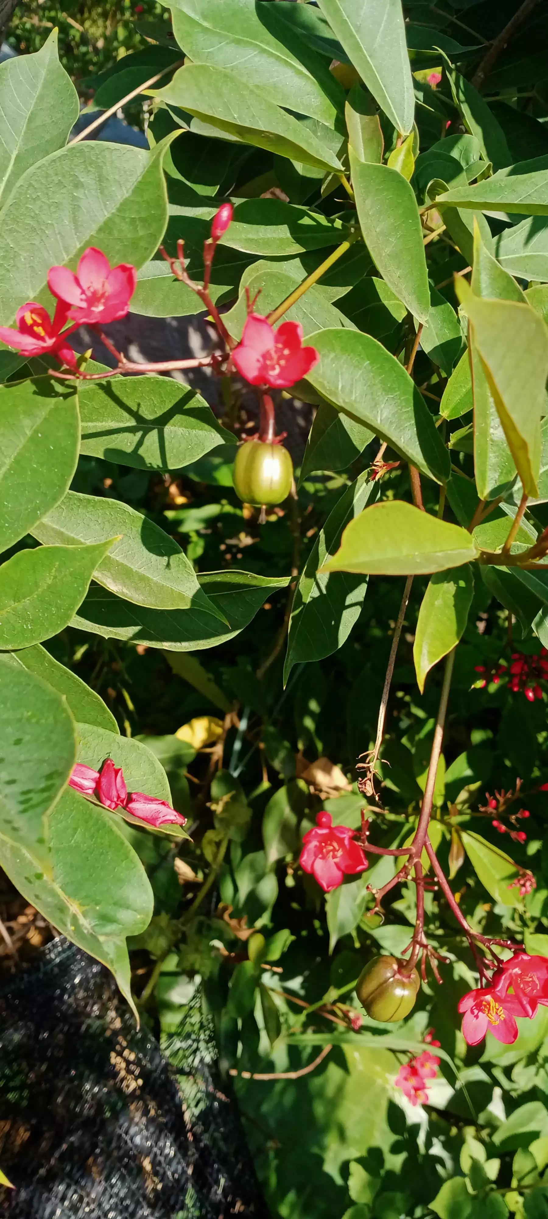 琴叶珊瑚海南,广州叶珊瑚