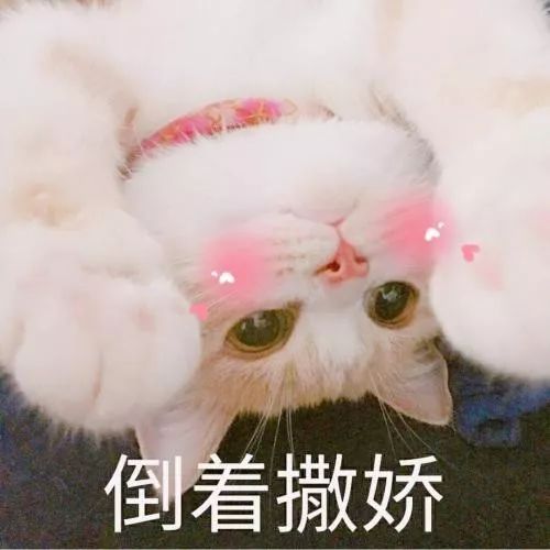 把一只小猫养大会很有感情吗,把一只小猫养大