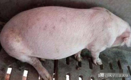 猪病急救方法,猪应急抢救方法