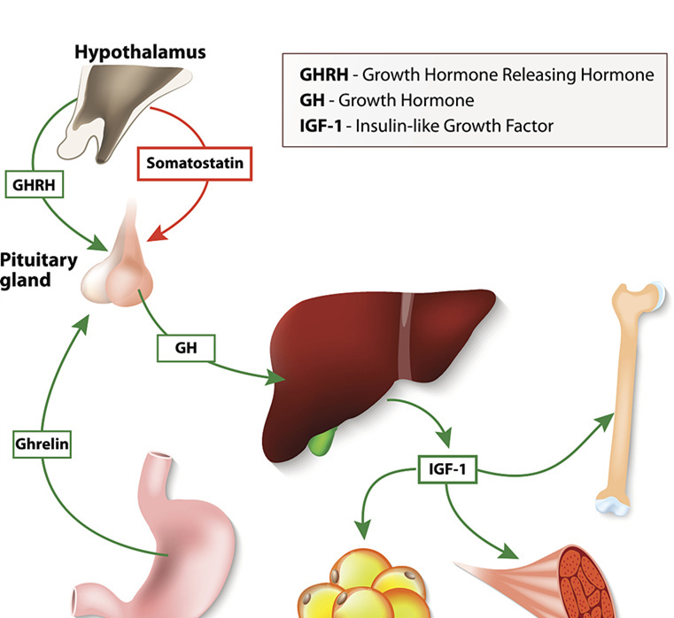 皮质类固醇长期使用副作用,肾上腺皮质类固醇副作用怕光吗