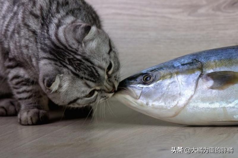 猫咪可以吃煎鱼会上火吗,猫咪可以吃鱼吗会不会卡住