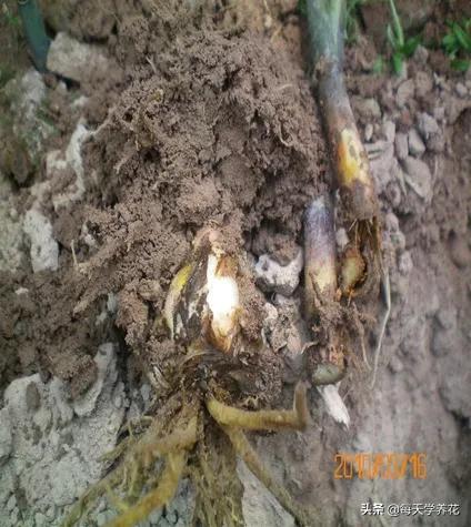 百合虫害的防治方法,百合病虫防治和管理