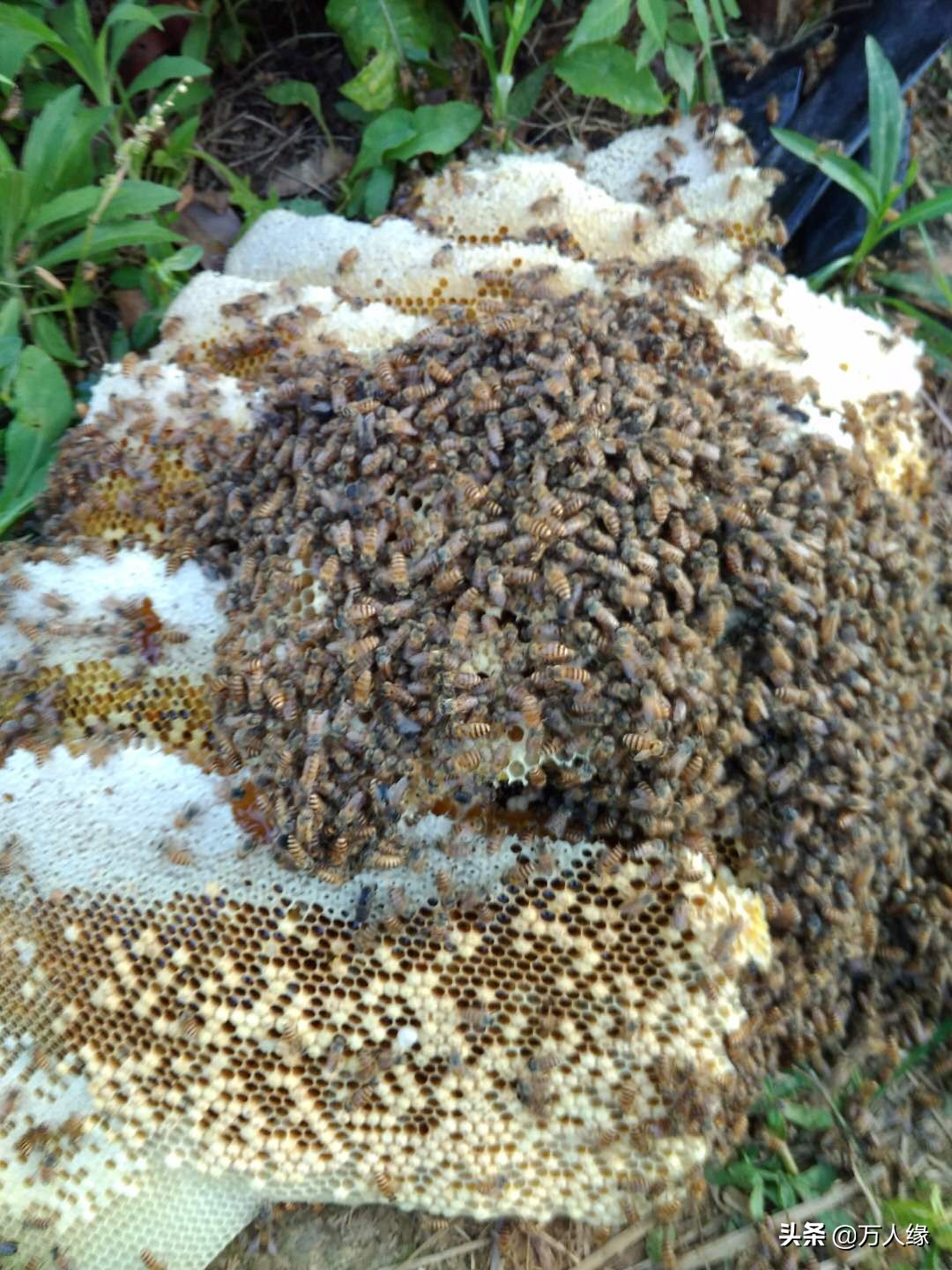 你知道蜜蜂一生要经历几个过程吗,蜜蜂的一生都在干些什么