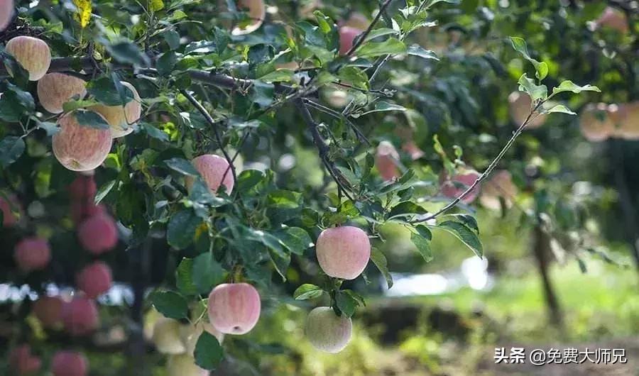 水果店怎么能套用饥饿式营销,最火水果店经营模式