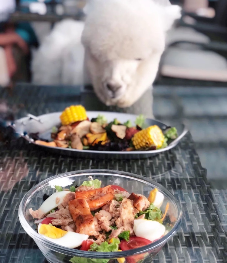 假如我获得了诺贝尔奖,假如我拿到了诺贝尔文学奖