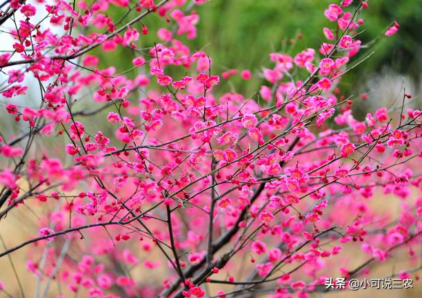家庭盆栽梅花怎样养,种梅花的方法