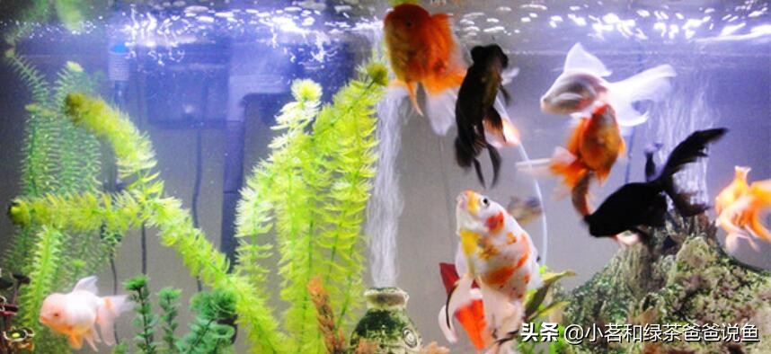 观赏鱼怎样养才能让鱼活得更久,养观赏鱼几天换次水最佳