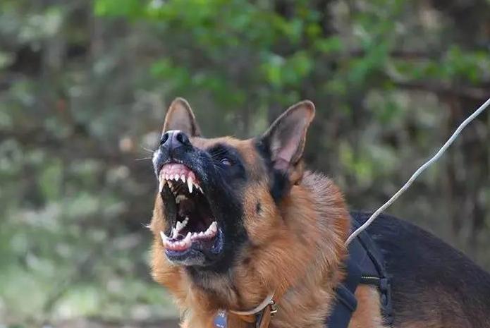 德国牧羊犬优点,德国牧羊犬的优缺点