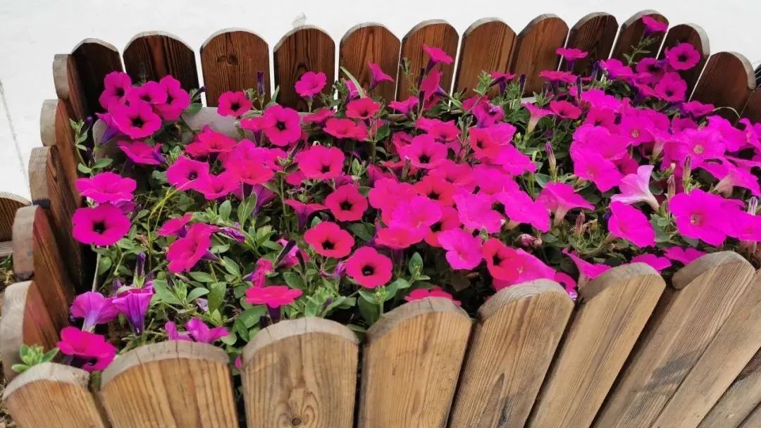 鲅鱼圈美景,鲅鱼圈小望海最美乡村