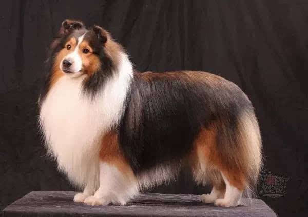 常见的宠物狗品种有哪些,宠物狗大型犬不掉毛有哪些品种