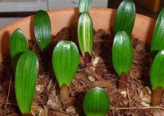 君子兰叶子能插活生根发芽吗,君子兰种几天才会生根发芽