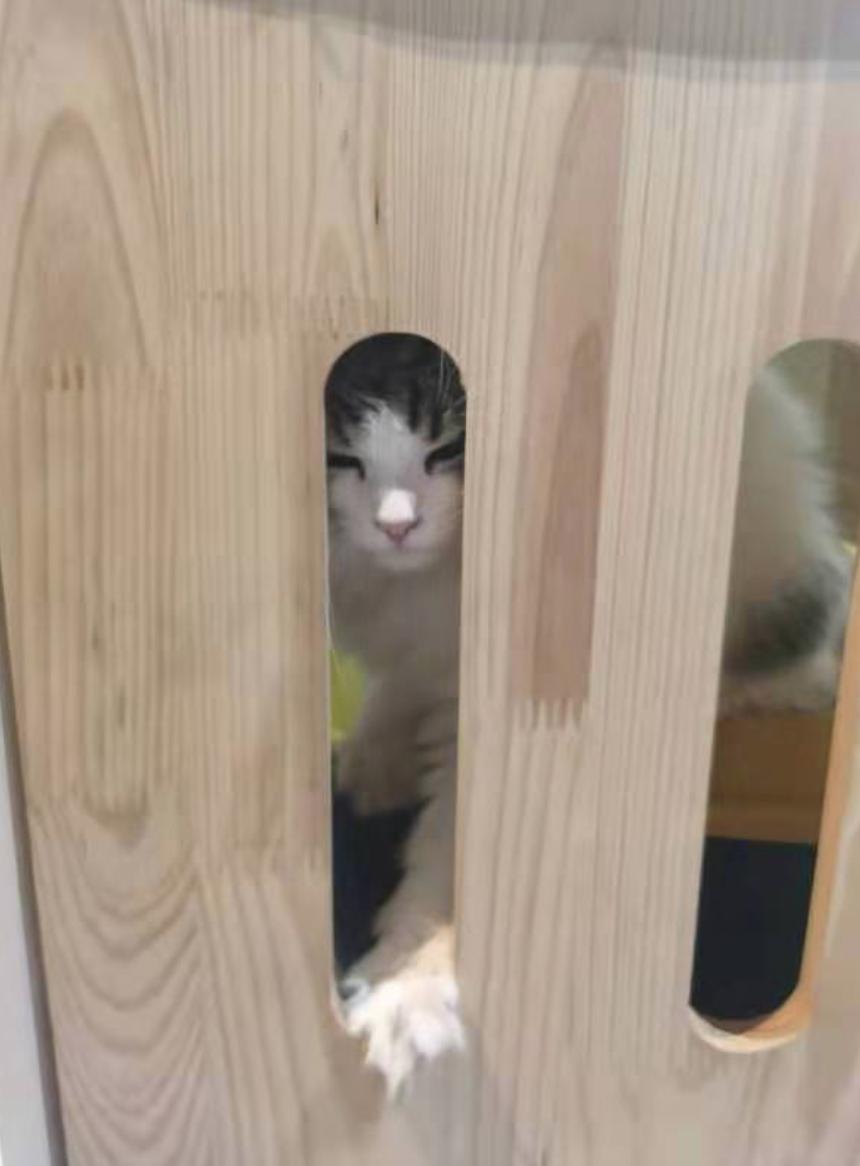 共享租猫,猫咪租赁一般多少钱