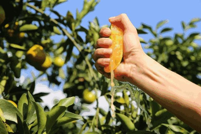 快收藏！海南水果图鉴～认准了，吃它