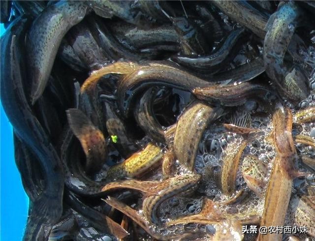 泥鳅气泡病怎么解决,泥鳅气泡病怎么办