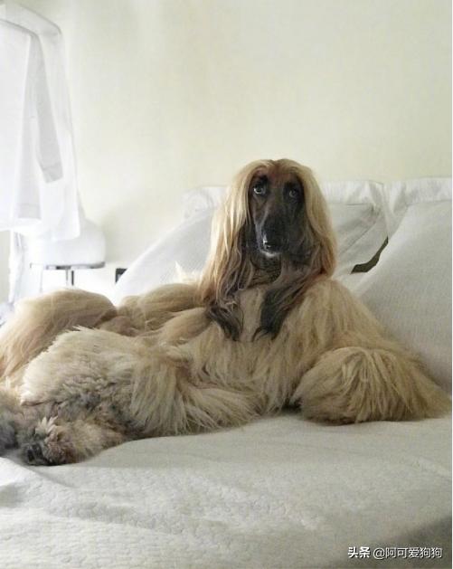 阿富汗猎犬为什么智商最低,阿富汗猎犬为什么智商低