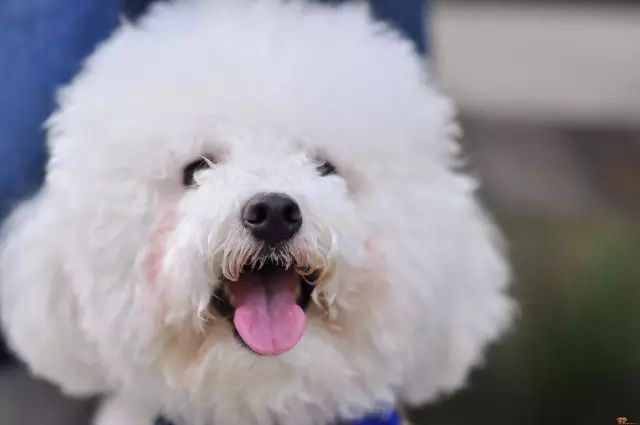 如何处理比熊犬泪痕的方法,比熊犬泪痕严重怎么清掉