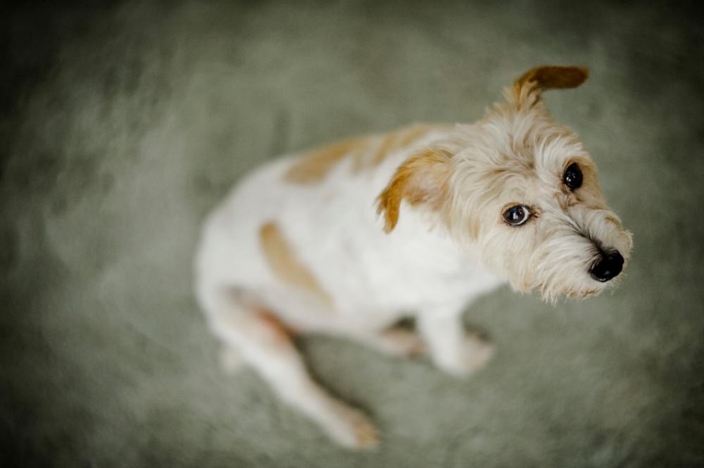 狗狗第一次怀孕主人该怎么办？这六点帮你做好准备，迎接新生命