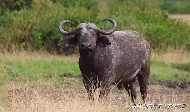 适合生产雪花牛肉的中国牛品种,夏洛莱和黑白花牛杂交是啥品种