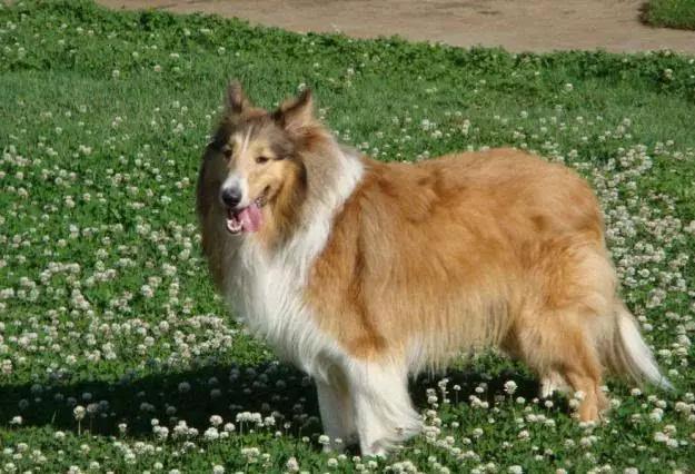 45种狗狗,45种狗狗很难得一见你认识几种