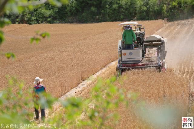 大山深处小麦开割，庄稼地里有人送来承诺书，现场签字