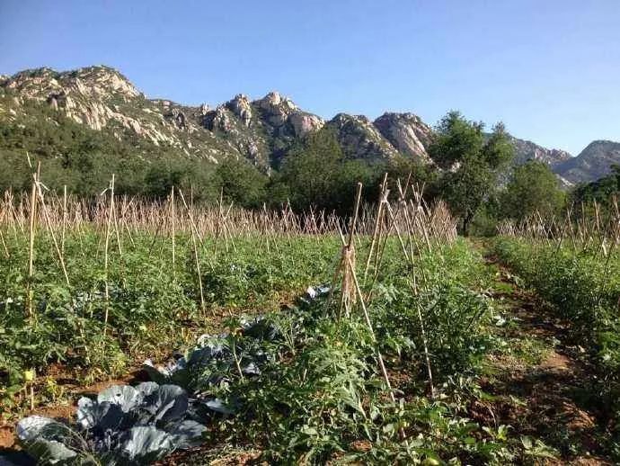 中国生物多样性面临的问题,中国农业生物资源面临的问题