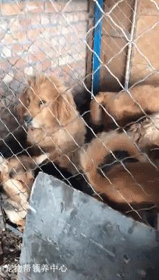 藏獒救主人感人瞬间,救助站救了一只被关多年的藏獒