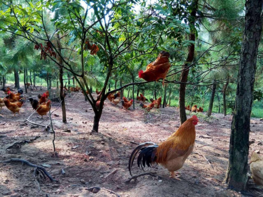 养鸡最怕什么地方,在山上养鸡有什么技巧