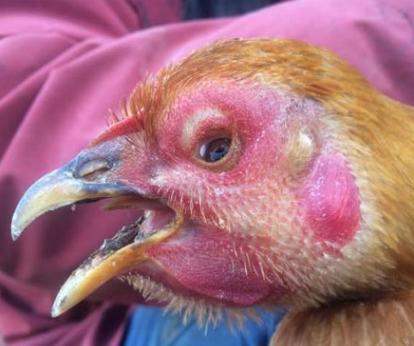 鸡肿头是什么病怎么治疗,治疗鸡肿头肿脸的方法