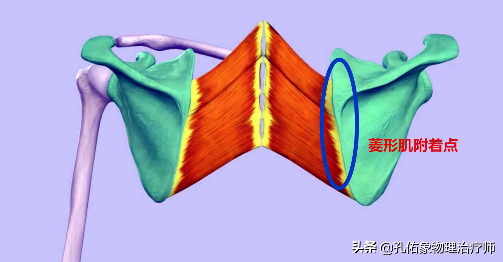 后背肩胛骨疼什么原因造成的,深呼吸造成右后背肩胛骨下方疼痛