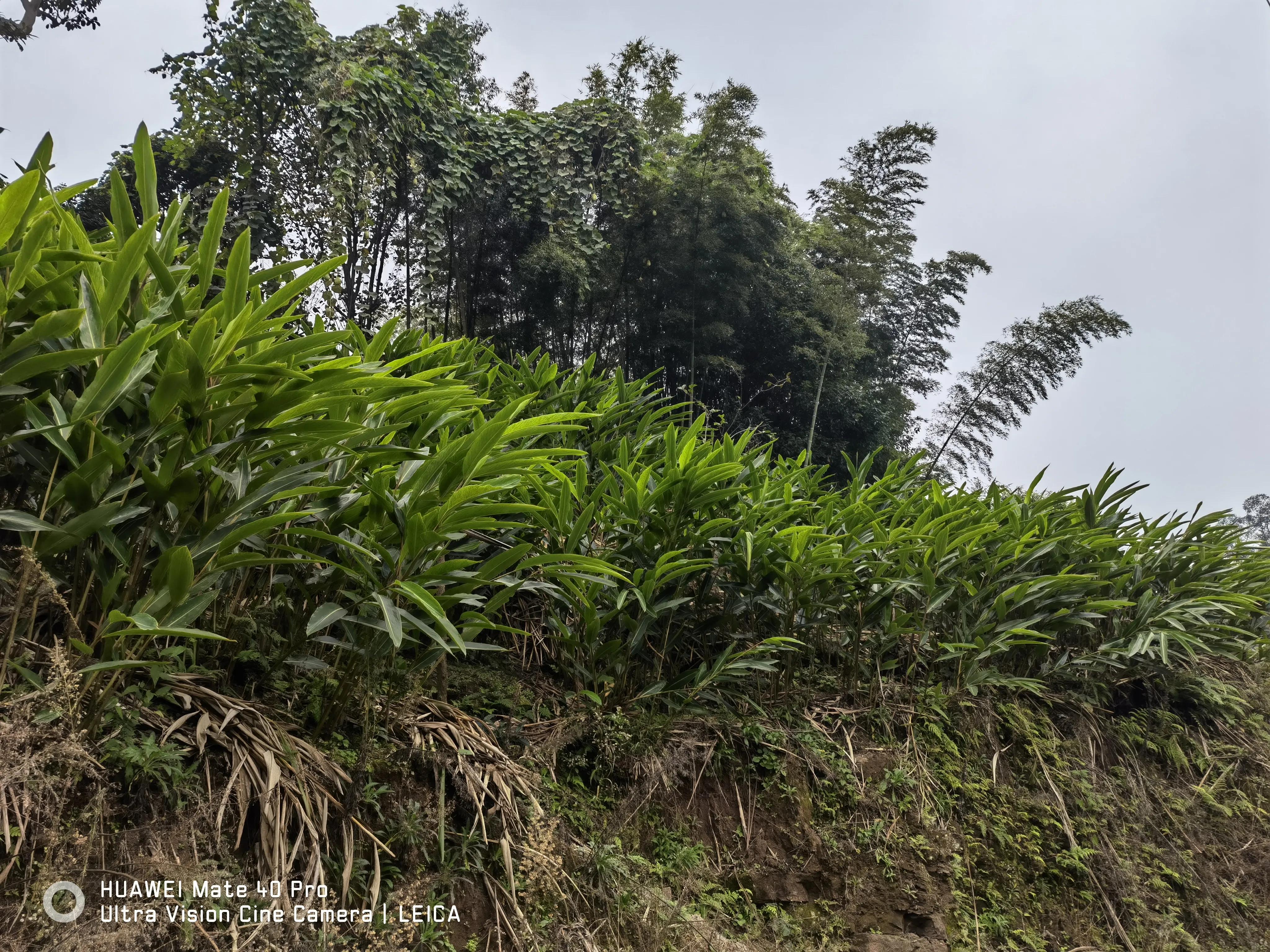 驻村干部都干些什么,驻村干部主要是干什么的