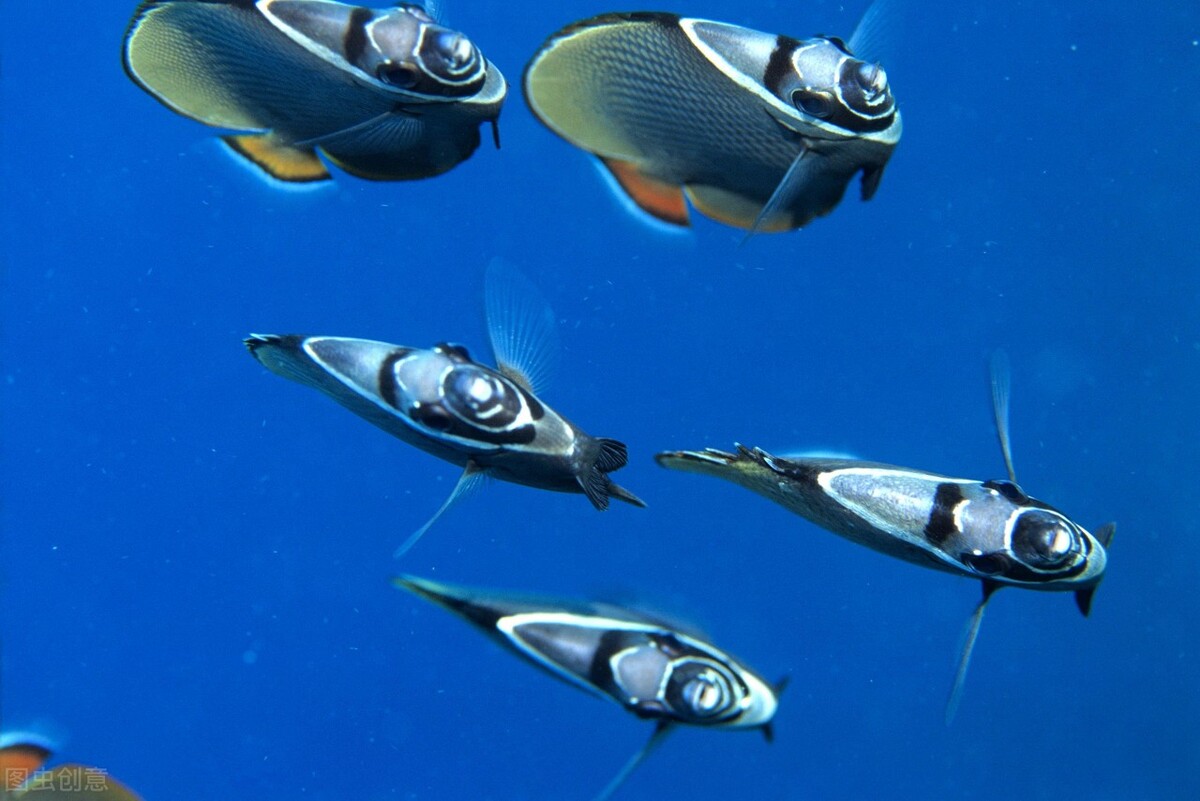 世界上最懂创新公司,全球最具创新性公司50强榜单