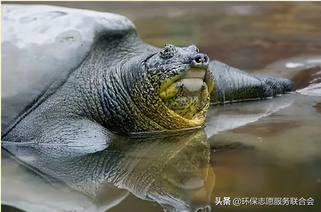 成都生态环保大讲堂|穿越于水陆之间的动物世界