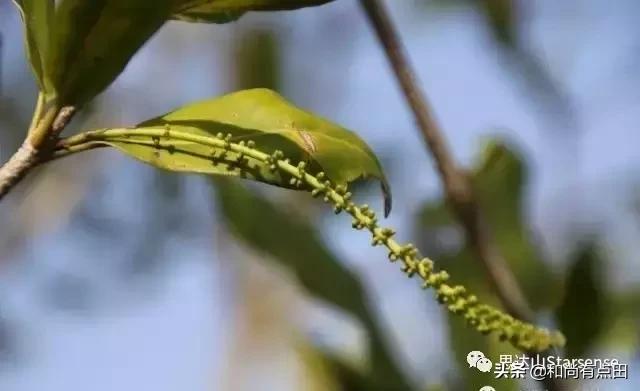 澳洲坚果的生长和做工视频,广西夏威夷果澳洲坚果