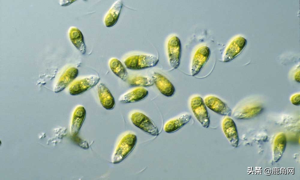 死海为何没有海洋生物,为什么死海会被叫做死海