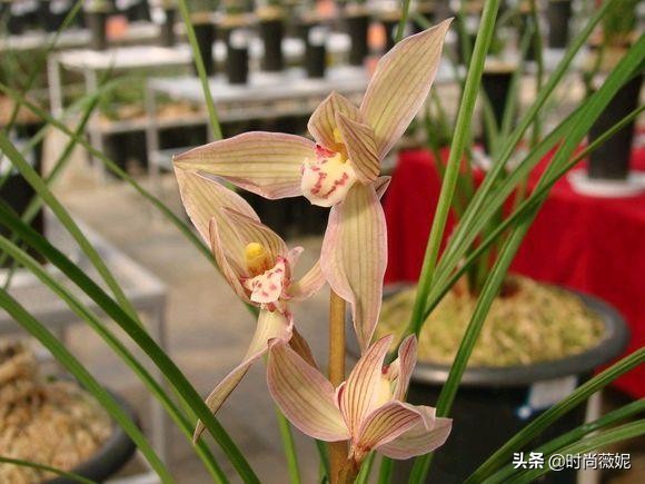 曾经的天价兰，如今一苗仅“10多块”，花型独特，有奇香！