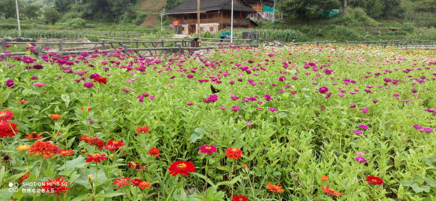 贵州麻江百日菊花海盛开,三都产蛋岩景区