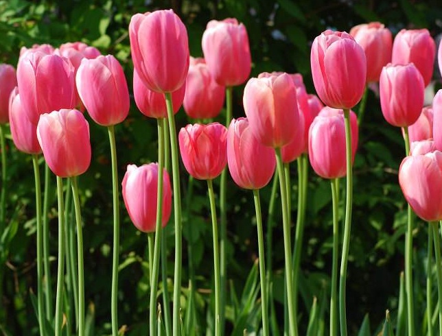 广东郁金香种植时间,郁金香水培种球种植方法