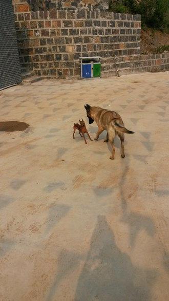 伸舌头的小鹿犬,爱洗澡的小鹿犬