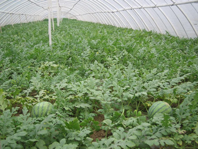 西瓜菌核病最有效的治疗方法,西瓜菌核病图片大全