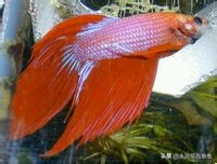 斗鱼哪个品种好养活,斗鱼品种哪个好养