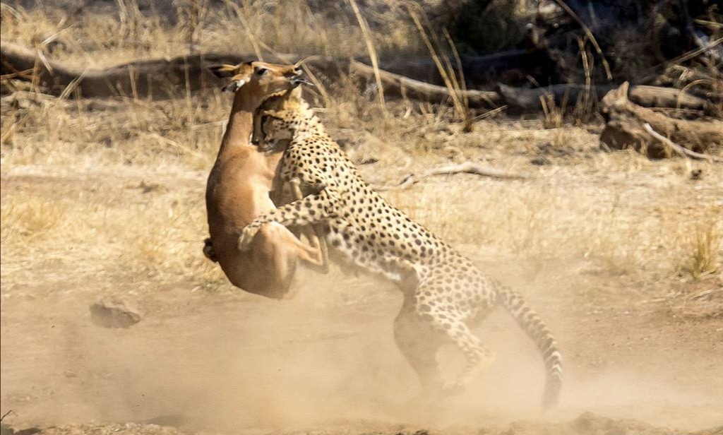 花豹捕食猎豹全过程,猎豹牛羚捕杀技巧
