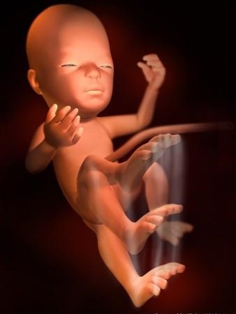 胎儿发育全过程标本,是否能看到胎儿的发育过程