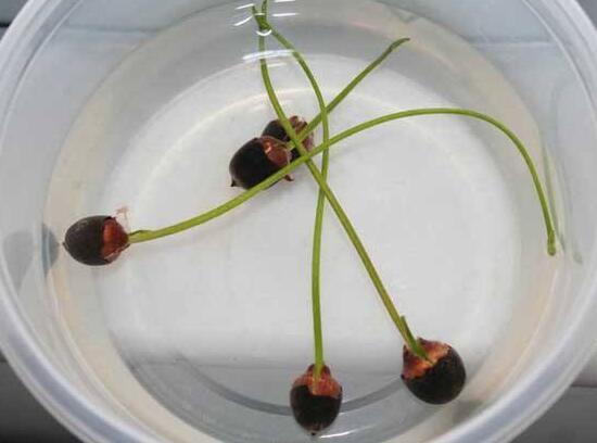 碗莲培育全过程视频,碗莲培育壮苗