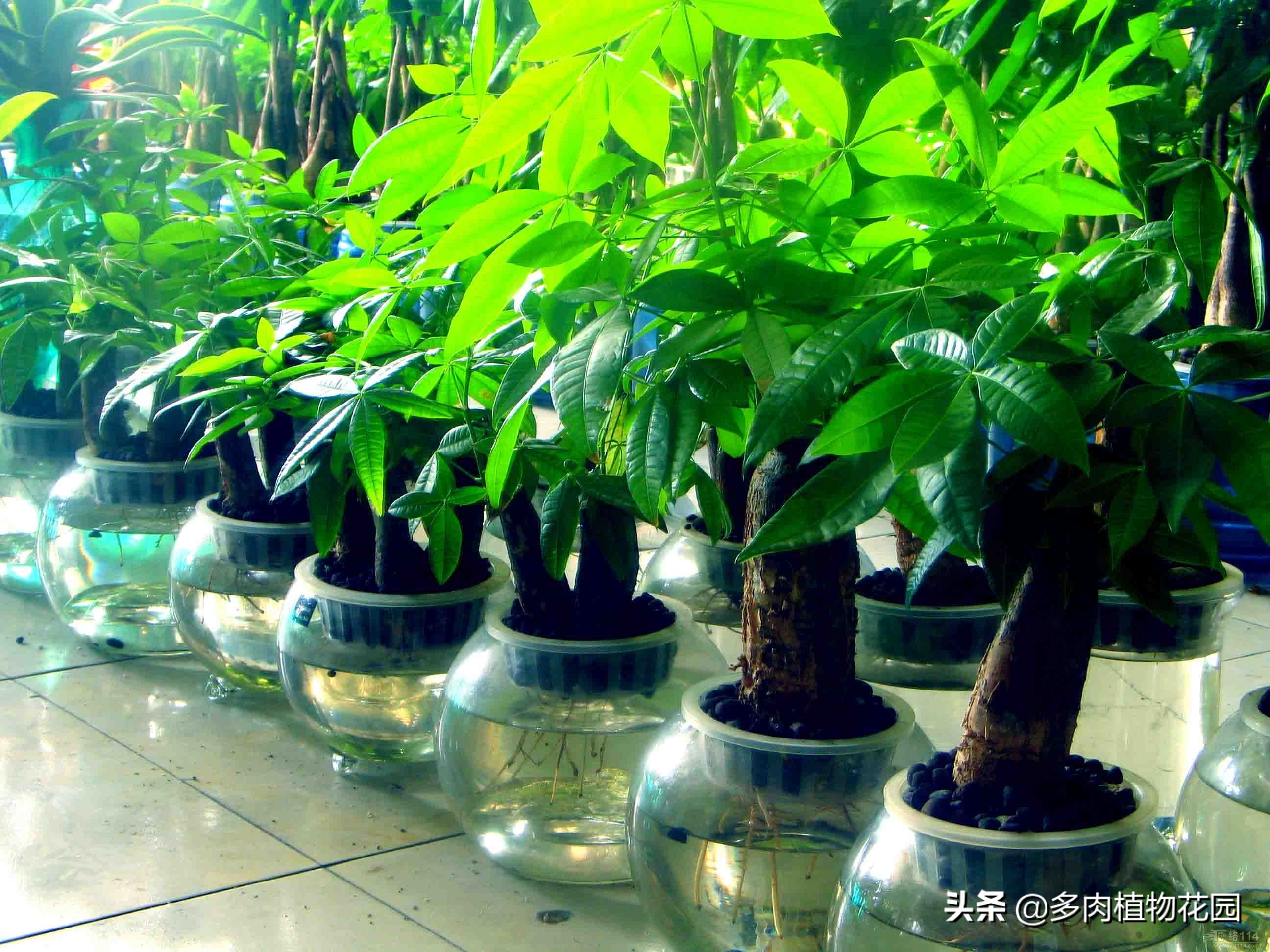 发财树不长不死是什么原因,发财树怎么养才会不死