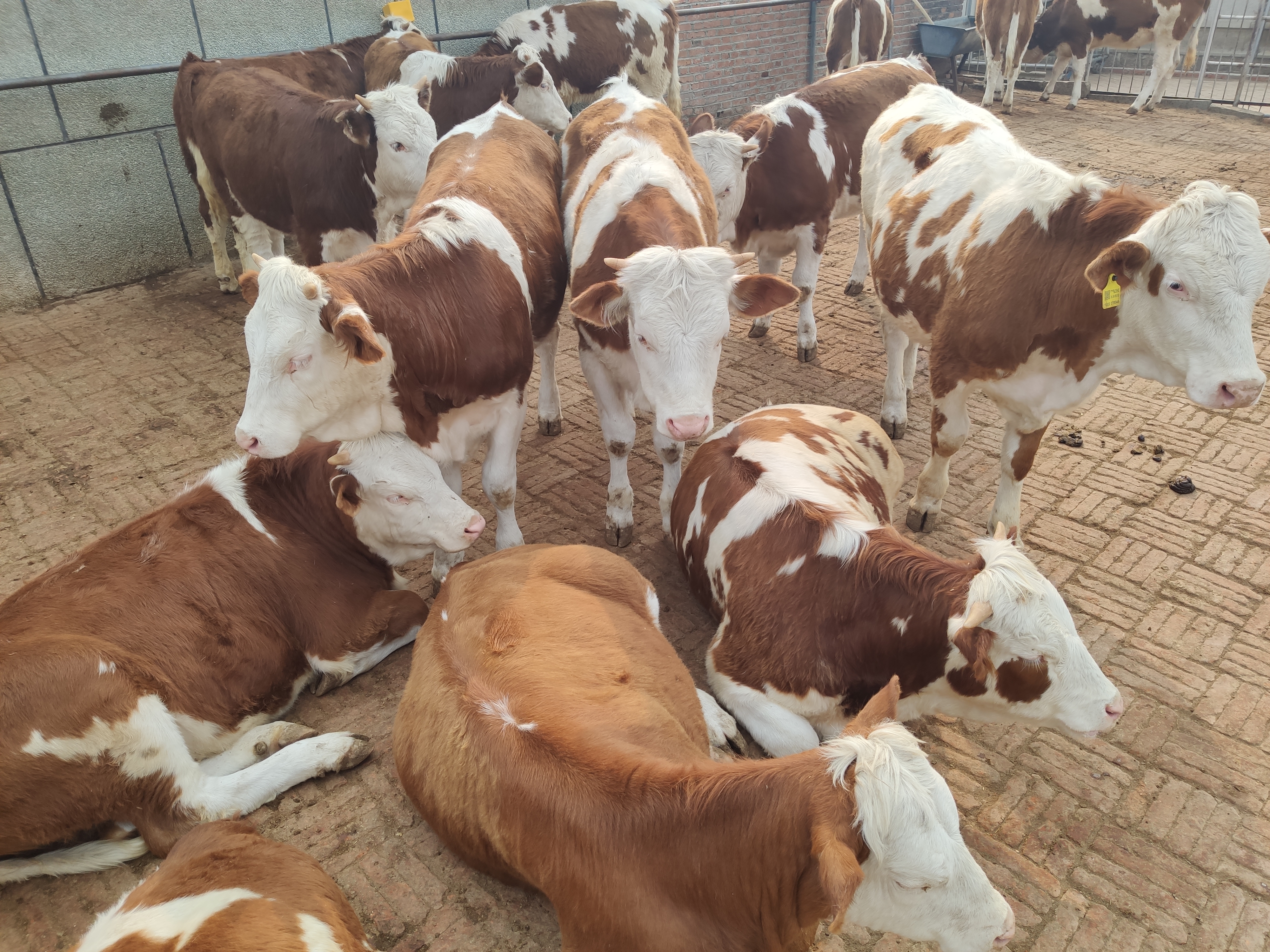 2022年养牛行情走势预测,2022年养牛的行情前景如何