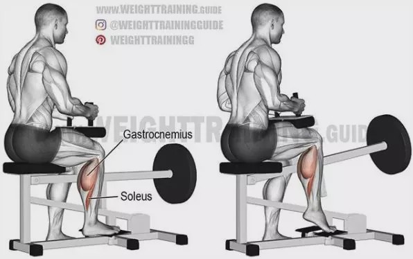 胸肩背臂腿腹训练动作,腰臀肌肉训练方法