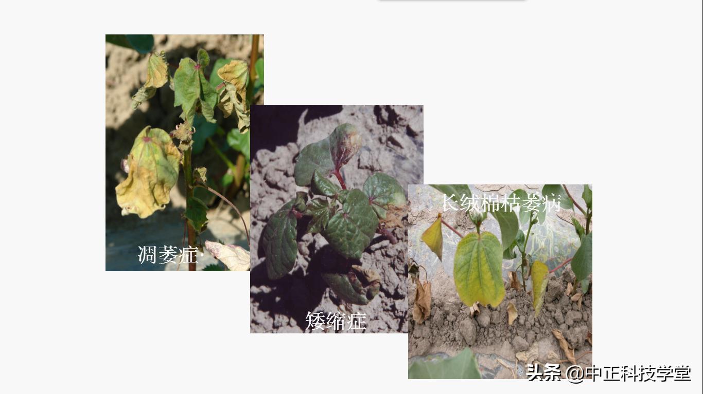 治疗棉花黄萎病哪种药最好,棉花枯黄萎病最新最详细防治方法