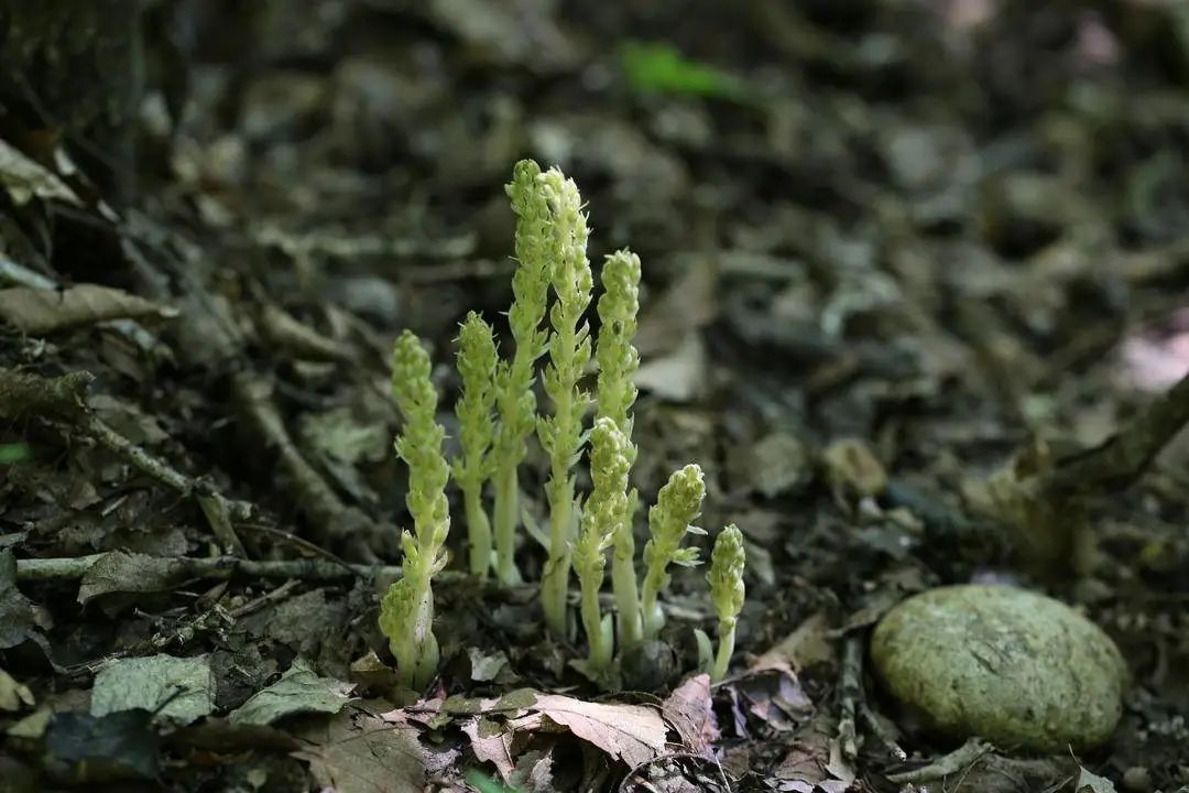 云南昌宁巨蟒,有几十米长的巨蟒蛇吗