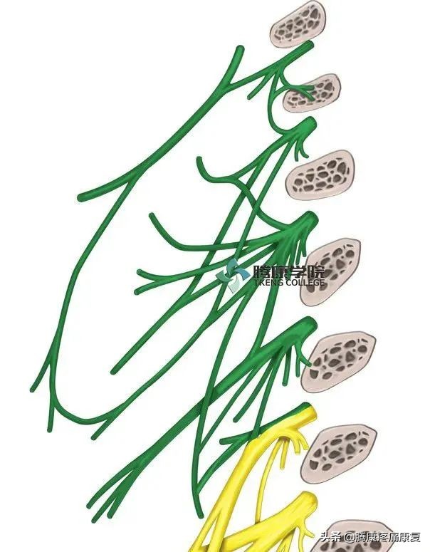 最全!脊神经系统汇总